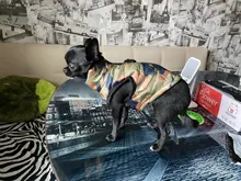 Pet-Clothing Jacket Apparel Costume Coat Puppy Dogs Chihuahua Winter 