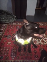 Vest Harness Pet-Dog No-Pull SUPREPET Nylon Adjustable for Large Medium