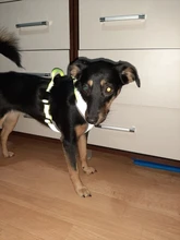 Pet-Harness Truelove Walk Padded Seat-Belt Handle Reflective-Dog Adjustable Small Soft