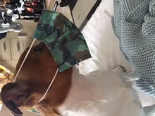 Mascarilla desechable no tejida de 3 capas, máscara de camuflaje para la boca, 10/50/100 Uds.