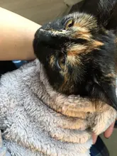 Ropa de Gato caliente para mascotas, abrigo, chaqueta para perros pequeños, medianos, gatos, Chihuahua, ropa de Yorkshire, disfraz rosa, S-2XL