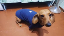 Ropa de perro de moda ropa de invierno para perros pequeños perros mediano chaqueta de abrigo Chihuahua ropa para mascotas para pequeño mediano perros Carlino