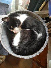 Cat Hammock Pet-Bed Hanging Sleeping-Kennel Install-On-Cat-Tree Soft Plush Dia Big-Capacity