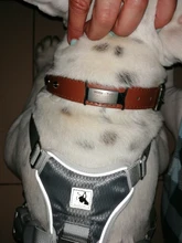 Etiqueta de policarbonato para perros, placa de identificación de silicona de acero inoxidable, Collar para perro, antipérdida, placas de identificación, goma extensible