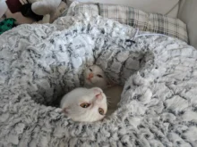 Bed House Puppy-Cushion Kennel Sofa Pet-Bed Deep-Sleeping-Bag Soft Cat Dog Round Adjustable