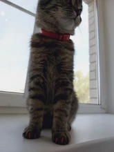Tapas de uñas suaves para gatos, pegamento adhesivo 5x, aplicador 5x, XS, S, M, L, cubierta, gato, pata, garra, zot, 100 Uds.