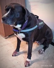 Arnés para perro pequeño y grande con parche personalizado, accesorio ajustable y transpirable, reflectante, tipo chaleco, sin tirones