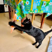 11 PCS Replacement Cat Feather Toy Set, Cat Feather Teaser Wand Toy for Kitten Cat Having