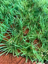 Aquarium-Ornaments Fish-Tank-Decor Plant Aquatic Green-Grass Plastic Artificial-Water