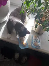 3pcs New Plush Simulation Mouse Cat Toy Plush Mouse Cat Scratch Bite Resistance Interactive