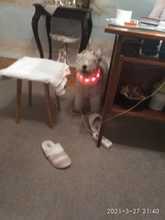 Collares de luz LED para perros de compañía, collares luminosos recargables y parpadeantes para perros de noche, Collar luminoso USB, decoración para el cuello que brillan en la oscuridad