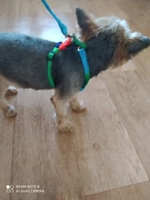 Harness Leash Traction Rope Lead Pet-Dog-Collar Rainbow Colorful Durable Nylon And 120cm