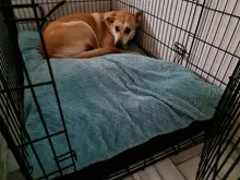 HOOPET Pet Dog Mat Soft Pillow Bed For Dogs Soft Flannel Thickened Pet Soft Fleece Pad