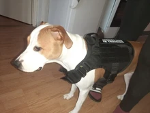 Conjunto de arnés y correa para perro táctico, chaleco para perro grande con hebilla de Metal, Pastor Alemán, arnés duradero para mascotas para entrenamiento de perros pequeños y grandes