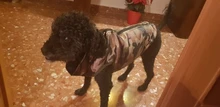 Chaqueta para perro impermeable de invierno, diseño de camuflaje, chaqueta de perro pequeño, Chihuahua, Yorkie, tienda de mascotas, XS-L