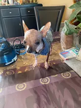 Dog-Vest Jacket Apparel Jeans Puppy Small Dogs Yorkshire Terrier Denim For Chihuahua