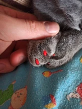 Tapas de uñas suaves para gatos, pegamento adhesivo 5x, aplicador 5x, XS, S, M, L, cubierta, gato, pata, garra, zot, 100 Uds.