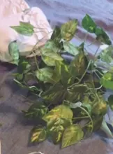 2M Scindapsus Aureus Artificial vino para Terrario de Reptiles camaleón, lagarto, hábitat terrario Scindapsus terrario Decoración