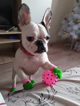 Dog-Collar Dogs Pink Customized Engraved Yorkies Chihuahua for Small