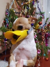 Bozal de silicona para perros, máscara bozal antimordida para perros pequeños y grandes, boquillas para la boca, accesorios de mascota perro