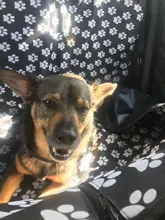 Portadores Del Perro Huella PERRERA CARAMELO Impermeable Trasero Hacia Atrás la Cubierta de Asiento de Coche Perro Esteras Hamaca Protector Con Cinturón de Seguridad D1010