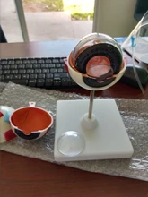 Modelo anatomico de pvc para Educación Médica, 3 veces agrandados