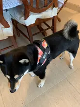 Stickers Labels Pets-Supplies Dog-Id-Tag Name Reflective Custom Personalized for DIY