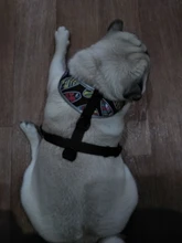 Arnés de Bulldog Francés transpirable para perros pequeños y medianos, chaleco para gatos, entrenamiento para caminar