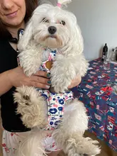 HOOPET Pet Dog Cat Carrier Bag Backpack Carring Bag Products for Dogs Anilmal Transport