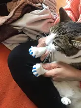 Tapas para uñas de gato, Protector de uñas de silicona para mascotas, sin pegamento y aplicador, 100 unids/lote