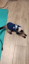 Invierno ropa para gato mascotas ropa de cachorros y perros sudaderas con capucha para pequeño mediano perros gato gatito Kitty trajes gatos abrigos chaquetas trajes