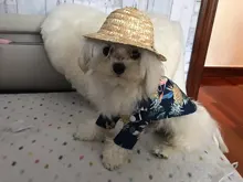 Camisetas de verano para perros, ropa de playa, chaleco para mascotas, camiseta Floral, Hawaiana para gatos pequeños y grandes, Chihuahua