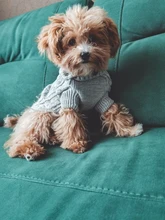 UFBemo Knitted Cable Dog Sweater Dachshund Cat Pull Chien Teckel Clothes Christmas Winter