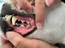 Eliminador de cálculo ultrasónico para el hogar, escarificador Dental eléctrico portátil, manchas de humo sónicas, placa de sarro, dientes blancos