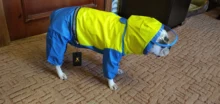 HOOPET-chubasquero para perro, mono impermeable para perros, abrigo para mascota, perro pequeño, gato, Chihuahua, chaqueta impermeable