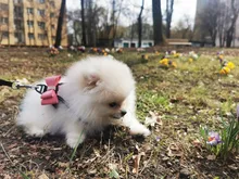 Pet-Supplies Harnesses-Vest Dog-Accessories Pitbull Dogs Reflective Pug Bling Medium