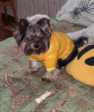 Jacket Bulldog-Clothing Pet-Coat Puppy Dogs Pug Chihuahua French Waterproof Winter Small