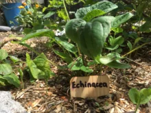 Sign-Tags Seed Flowers-Tools Garden-Markers Herbs Bamboo-Plant-Labels Wooden T-Type 