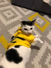 Pajamas Hoodie Cat-Costume Dog-Coat Puppy Cosplay SUPREPET Winter Cute Autumn Cartoon