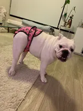 XS-XXL-Pantalones fisiológicos para perros, bragas sanitarias lavables para perros, pantalones cortos, ropa interior