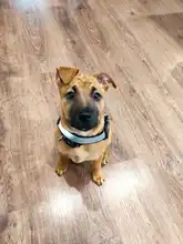 Arnés de perro sin tirar reflectante transpirable arnés de mascota ajustable para chaleco de perro ID parche personalizado para caminar al aire libre perro suministros