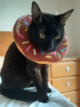 Pet-Protection-Collar Cone Circle Neck-Recover Elizabeth Dog-Printed Adjustable Cotton