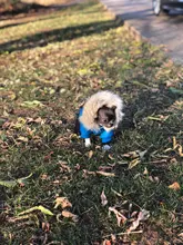 Ropa de invierno para mascotas, chaqueta cálida gruesa para perros pequeños y grandes, abrigo impermeable para cachorros, Chihuahua, Pug, Bulldog francés