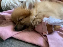 Pet-Supplies Plush-Dog-Toy Ice-Cream-Shape Bite-Resistant Creative Cartoon 1pc Dorakitten