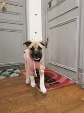 Dog Hoodies Jacket Costume Coat French Bulldog Chihuahua Winter for Pets-Clothing