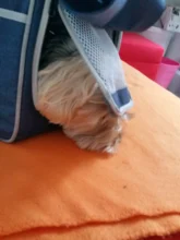 Handbag Tote Pet-Dog-Bag Traveling Portable Pet-Supplies Shoulder-Bag Oxford-Cloth