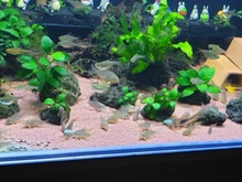 Fish-Tank Pills Algae Aquarium Tropical-Catfish Spirulina Wafer