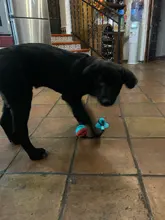 Juguetes de perro ventosa de silicona para perros de compañía Tug interactivo bola juguetes para mascotas masticar morder los dientes cepillo de limpieza de los perros Juguetes