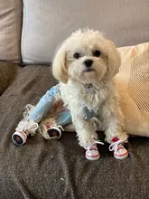 Jeans Clothing Jacket Coat Dog-Costume Puppy Dogs Small Denim Pet Medium for Chihuahua