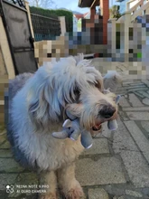 Juguetes Para Perros y Gatos de peluche, con sonido divertido, forro polar, durabilidad, juguete Molar, elefante, pato, cerdo, juguetes interactivos